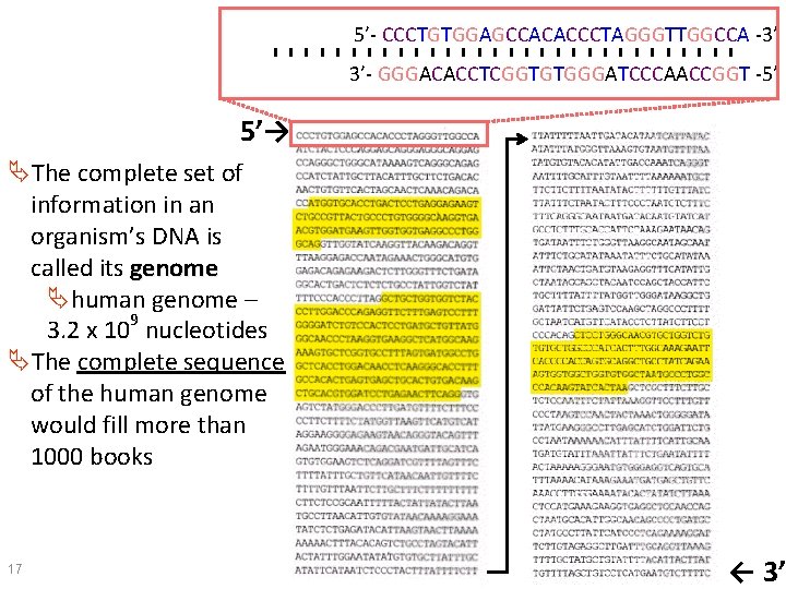 5’- CCCTGTGGAGCCACACCCTAGGGTTGGCCA -3’ 3’- GGGACACCTCGGTGTGGGATCCCAACCGGT -5’ 5’→ ÄThe complete set of information in an