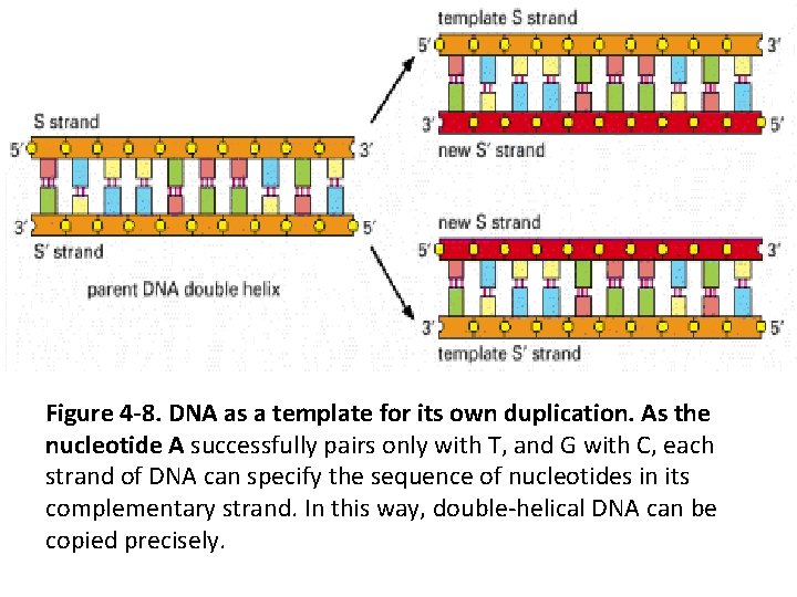 Figure 4 -8. DNA as a template for its own duplication. As the nucleotide
