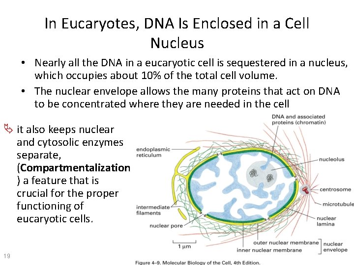 In Eucaryotes, DNA Is Enclosed in a Cell Nucleus • Nearly all the DNA