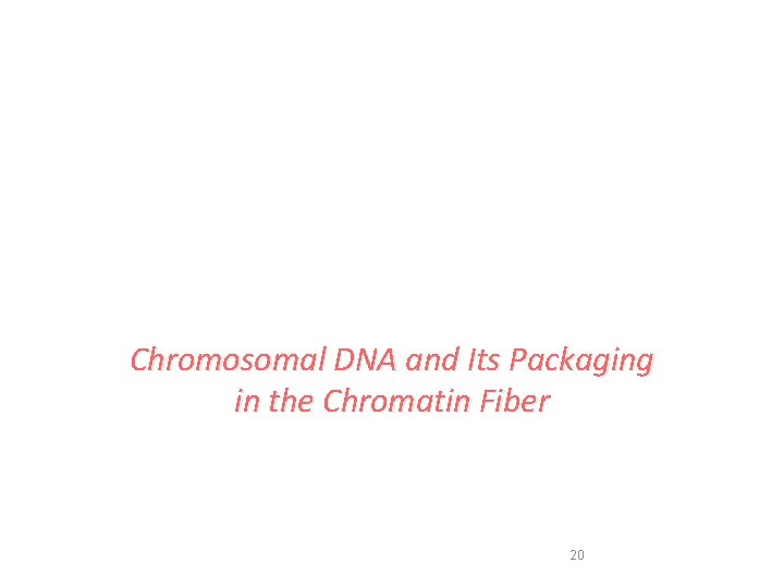 Chromosomal DNA and Its Packaging in the Chromatin Fiber 20 