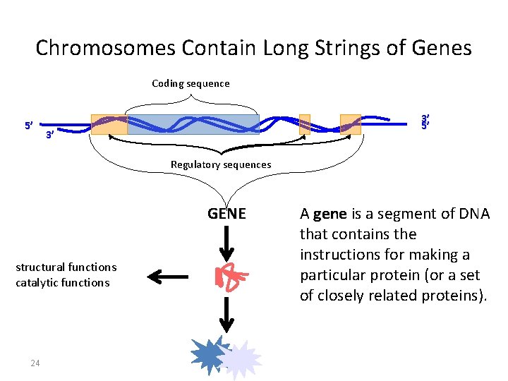 Chromosomes Contain Long Strings of Genes Coding sequence 5’ 3’ Regulatory sequences GENE structural