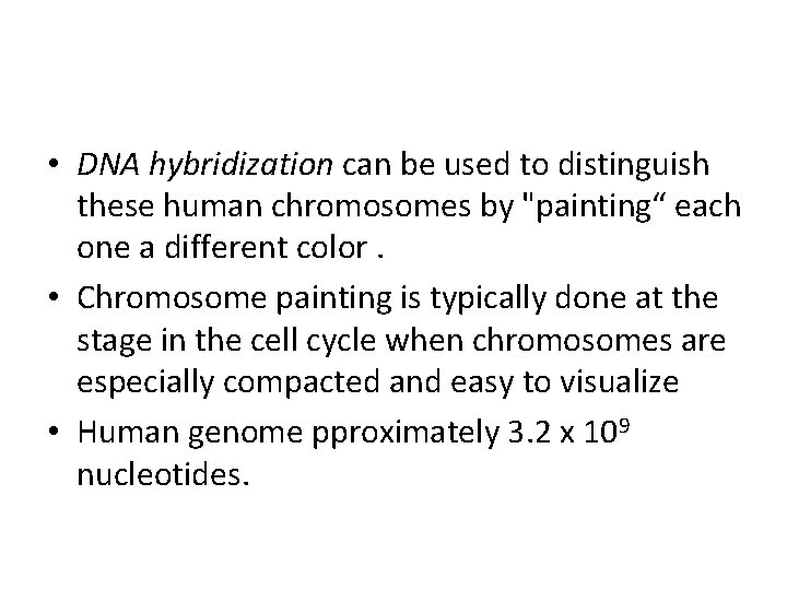  • DNA hybridization can be used to distinguish these human chromosomes by "painting“