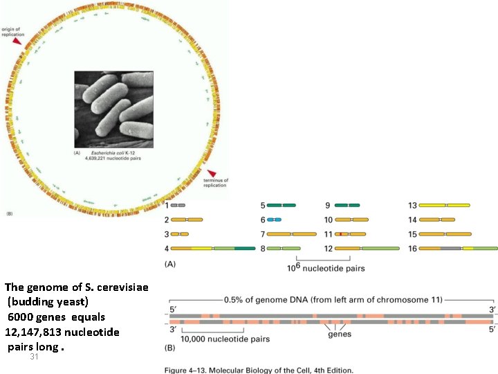 The genome of S. cerevisiae (budding yeast) 6000 genes equals 12, 147, 813 nucleotide