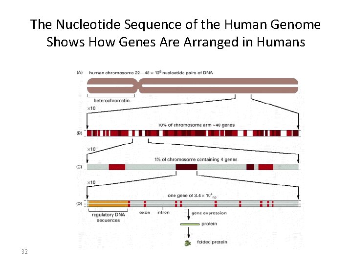 The Nucleotide Sequence of the Human Genome Shows How Genes Are Arranged in Humans