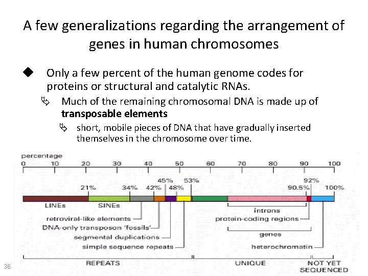 A few generalizations regarding the arrangement of genes in human chromosomes u Only a