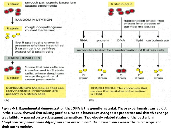 Figure 4 -2. Experimental demonstration that DNA is the genetic material. These experiments, carried