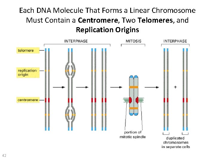 Each DNA Molecule That Forms a Linear Chromosome Must Contain a Centromere, Two Telomeres,