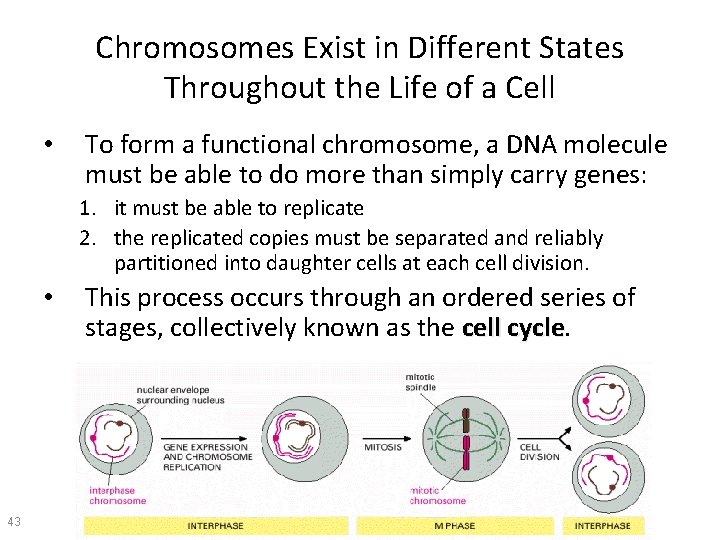 Chromosomes Exist in Different States Throughout the Life of a Cell • To form
