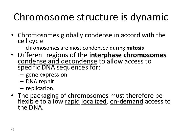 Chromosome structure is dynamic • Chromosomes globally condense in accord with the cell cycle