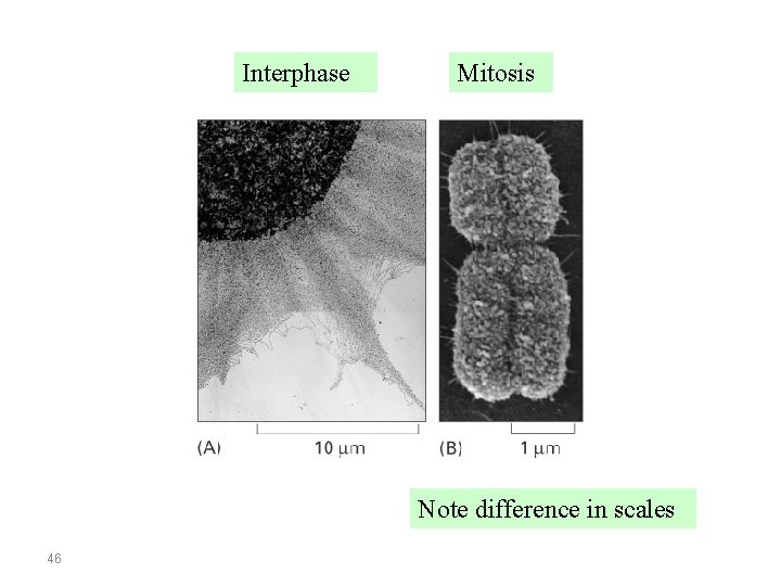 Interphase Mitosis Note difference in scales 46 