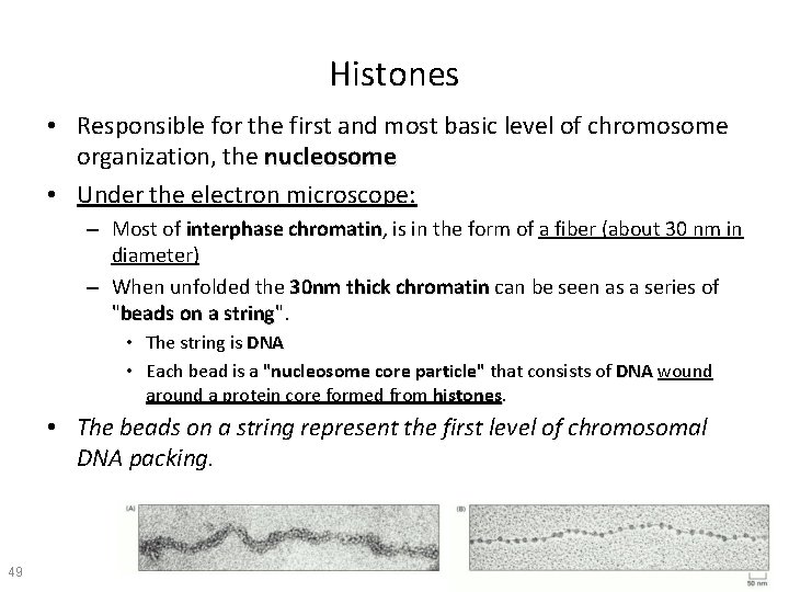 Histones • Responsible for the first and most basic level of chromosome organization, the