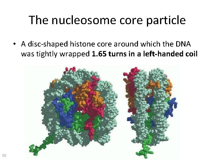 The nucleosome core particle • A disc-shaped histone core around which the DNA was