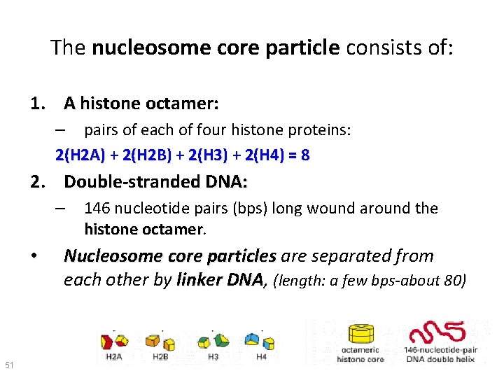 The nucleosome core particle consists of: 1. A histone octamer: – pairs of each