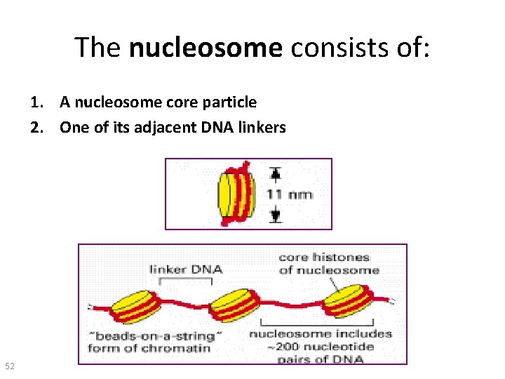 The nucleosome consists of: 1. A nucleosome core particle 2. One of its adjacent