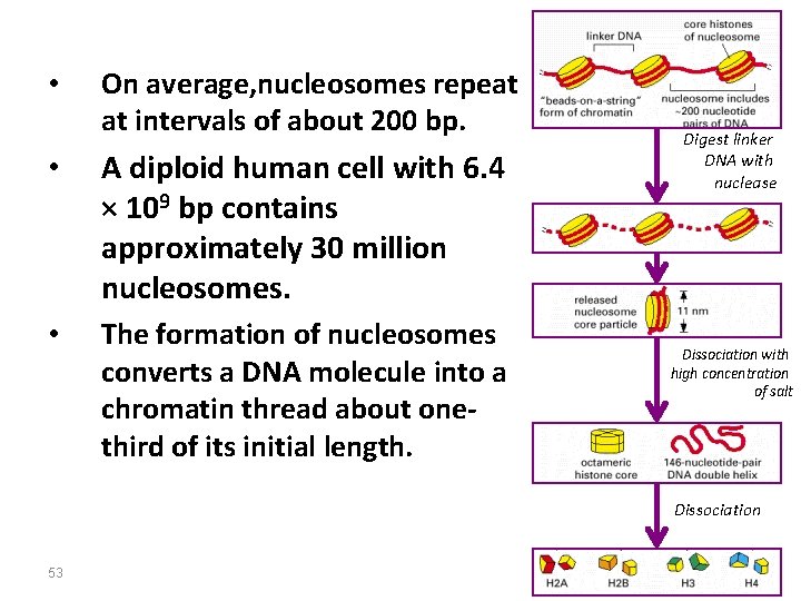  • On average, nucleosomes repeat at intervals of about 200 bp. • A