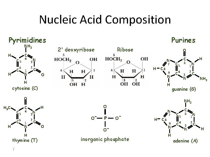 Nucleic Acid Composition Pyrimidines NH 2 H C 5 C H 6 C 4