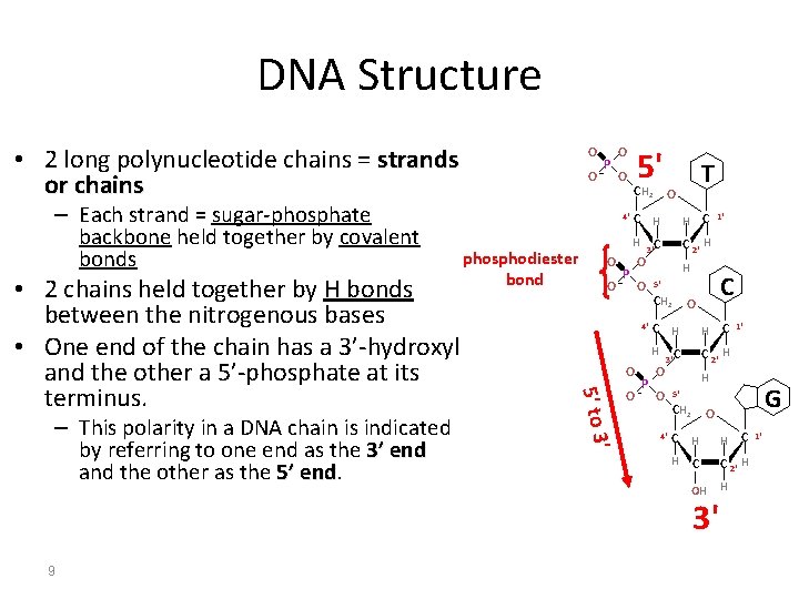 DNA Structure • 2 long polynucleotide chains = strands or chains – Each strand