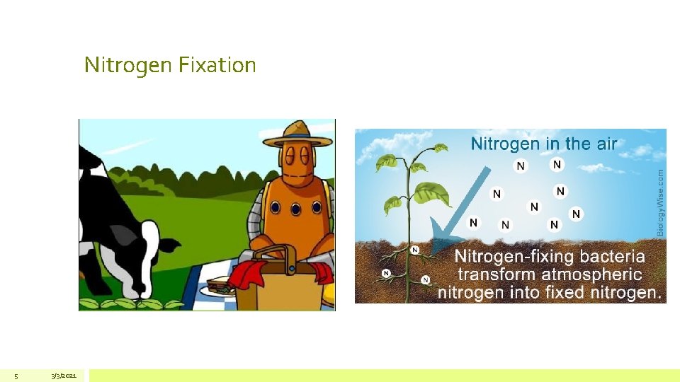 Nitrogen Fixation 5 3/3/2021 Nitrogen Fixation 5 3/3/2021