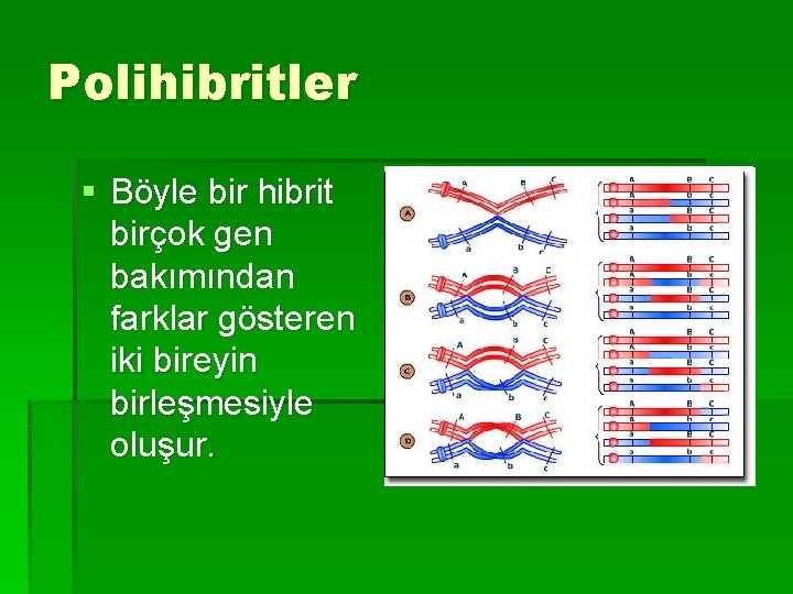 Polihibritler § Böyle bir hibrit birçok gen bakımından farklar gösteren iki bireyin birleşmesiyle oluşur.