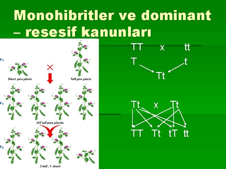 Monohibritler ve dominant – resesif kanunları TT T x tt t Tt Tt x