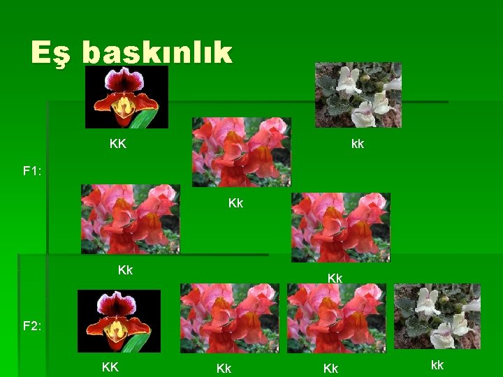 Eş baskınlık KK kk F 1: Kk Kk Kk F 2: KK Kk Kk