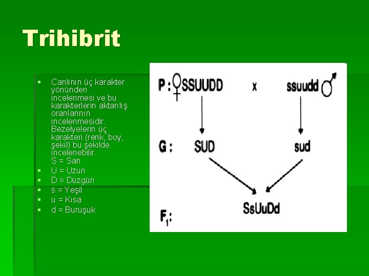 Trihibrit § § § Canlının üç karakter yönünden incelenmesi ve bu karakterlerin aktarılış oranlarının