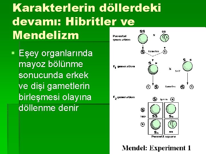 Karakterlerin döllerdeki devamı: Hibritler ve Mendelizm § Eşey organlarında mayoz bölünme sonucunda erkek ve