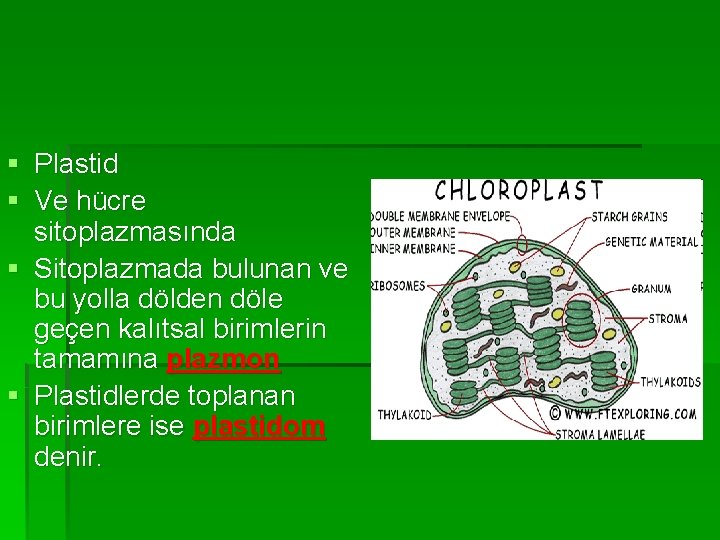 § Plastid § Ve hücre sitoplazmasında § Sitoplazmada bulunan ve bu yolla dölden döle