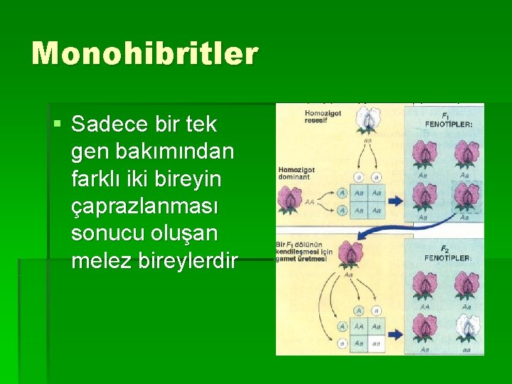 Monohibritler § Sadece bir tek gen bakımından farklı iki bireyin çaprazlanması sonucu oluşan melez