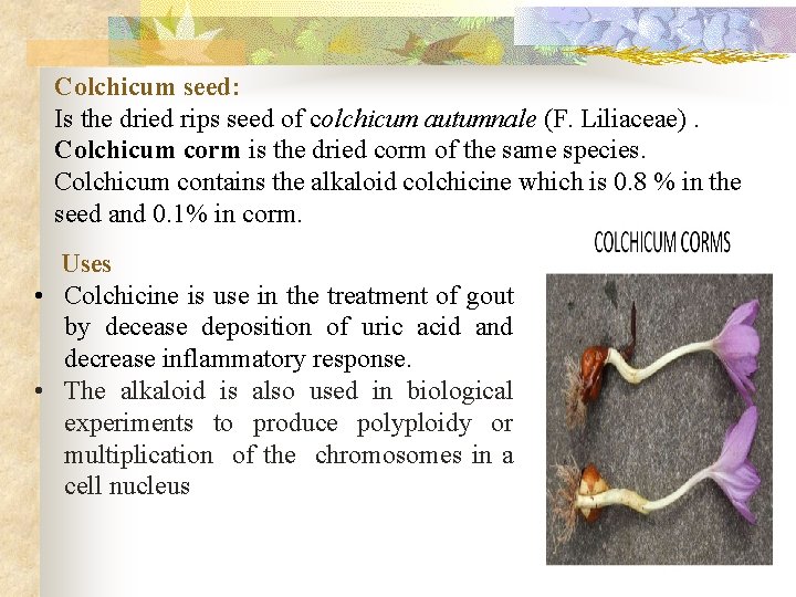 Colchicum seed: Is the dried rips seed of colchicum autumnale (F. Liliaceae). Colchicum corm