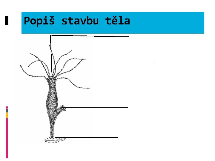 Popiš stavbu těla 