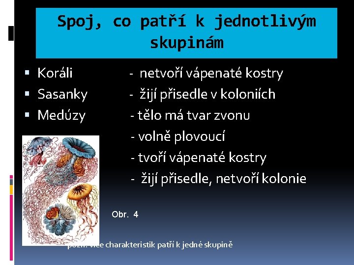 Spoj, co patří k jednotlivým skupinám Koráli Sasanky Medúzy - netvoří vápenaté kostry -