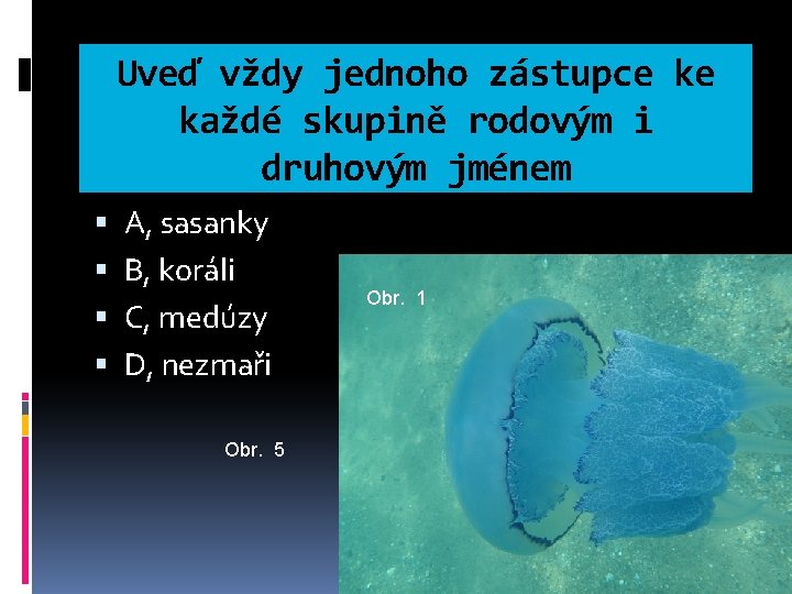 Uveď vždy jednoho zástupce ke každé skupině rodovým i druhovým jménem A, sasanky B,