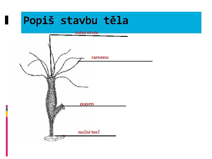 Popiš stavbu těla ústní otvor rameno pupen nožní terč 