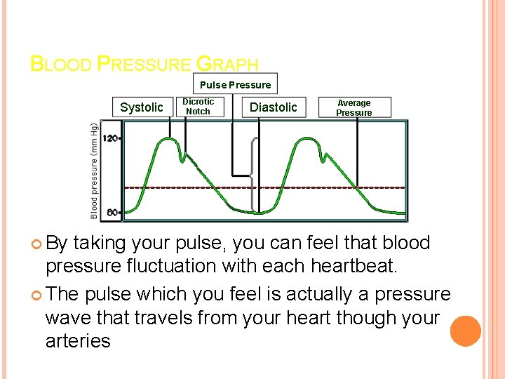 BLOOD PRESSURE GRAPH Pulse Pressure Systolic By Dicrotic Notch Diastolic Average Pressure taking your