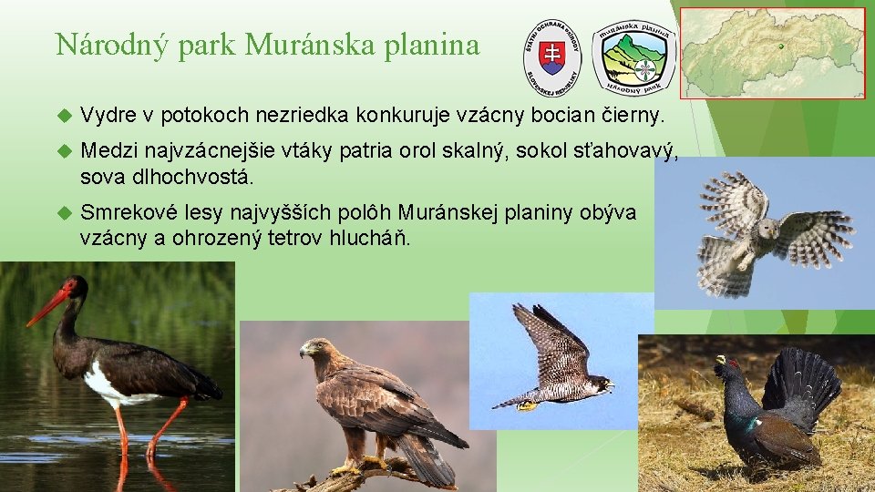 Národný park Muránska planina Vydre v potokoch nezriedka konkuruje vzácny bocian čierny. Medzi najvzácnejšie