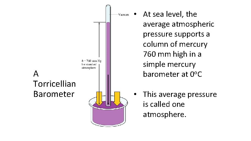 A Torricellian Barometer • At sea level, the average atmospheric pressure supports a column