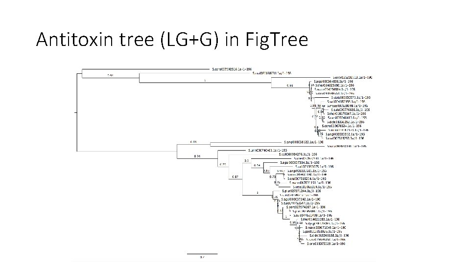 Antitoxin tree (LG+G) in Fig. Tree 