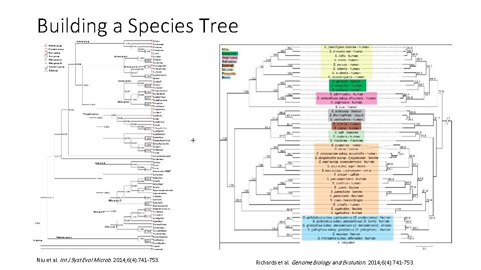 Building a Species Tree + Niu et al. Int J Syst Evol Microb. 2014;