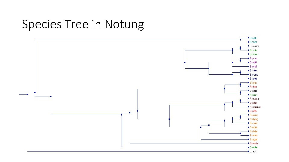 Species Tree in Notung 