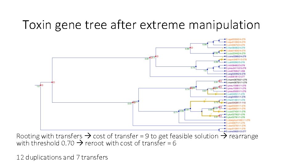 Toxin gene tree after extreme manipulation Rooting with transfers cost of transfer = 9