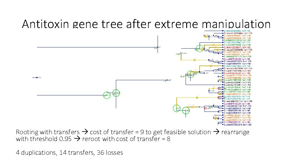 Antitoxin gene tree after extreme manipulation Rooting with transfers cost of transfer = 9