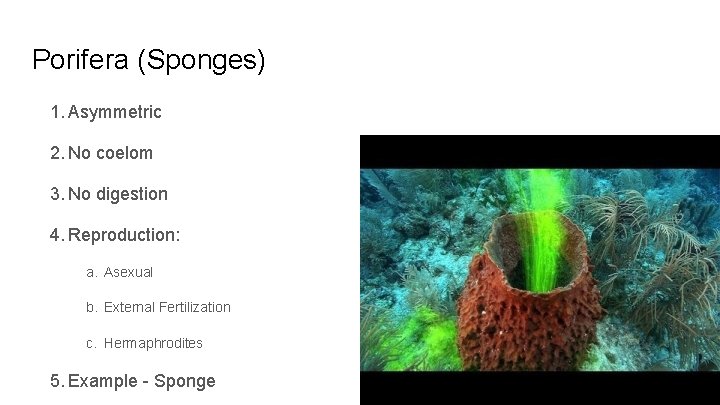 Porifera (Sponges) 1. Asymmetric 2. No coelom 3. No digestion 4. Reproduction: a. Asexual