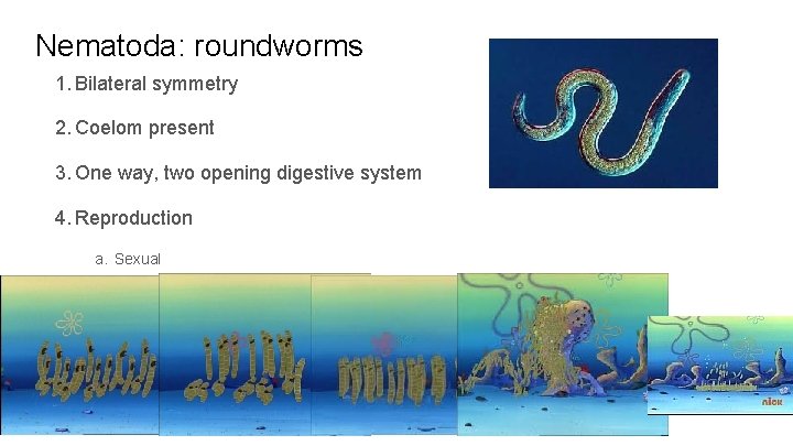 Nematoda: roundworms 1. Bilateral symmetry 2. Coelom present 3. One way, two opening digestive