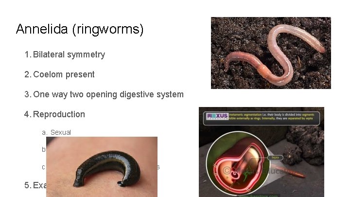 Annelida (ringworms) 1. Bilateral symmetry 2. Coelom present 3. One way two opening digestive