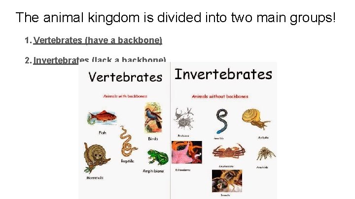 The animal kingdom is divided into two main groups! 1. Vertebrates (have a backbone)