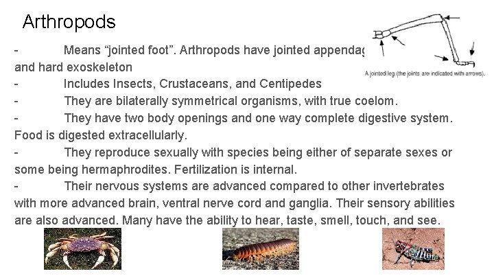 Arthropods Means “jointed foot”. Arthropods have jointed appendages and hard exoskeleton Includes Insects, Crustaceans,