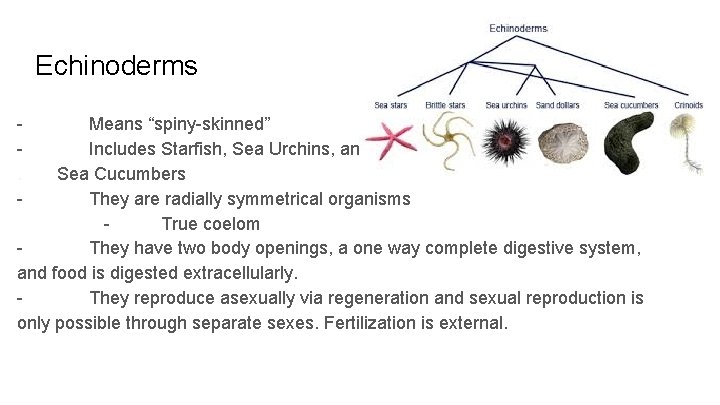 Echinoderms. - Means “spiny-skinned” Includes Starfish, Sea Urchins, and Sea Cucumbers They are radially