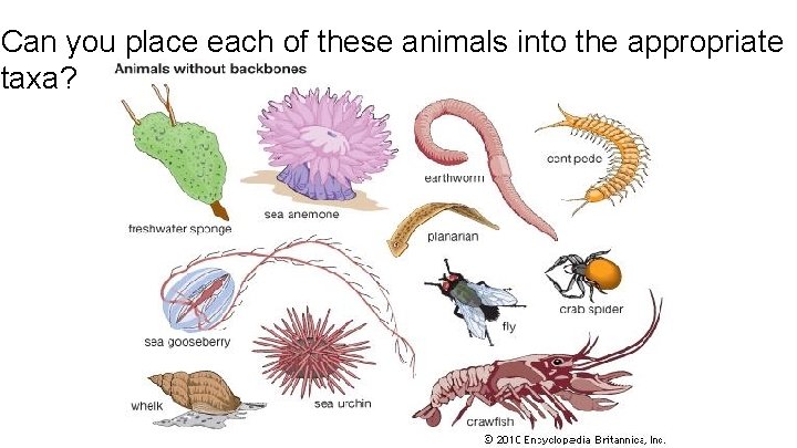 Can you place each of these animals into the appropriate taxa? 