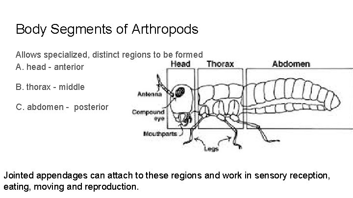 Body Segments of Arthropods Allows specialized, distinct regions to be formed A. head -